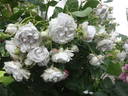 Griselis rose photo