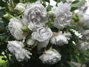 Griselis rose photo