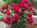 Roter Drache rose photo