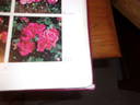 Charlotte Elizabeth rose photo