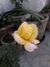 Deccan Delight rose photo