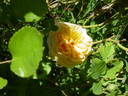Mischka rose photo