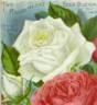 Mrs. Robert Peary rose photo