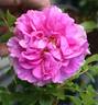 Andelicia de Beauchamp rose photo