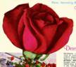 Ben-Hur rose photo