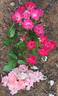 Coral Cluster rose photo