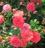 Pacific Triumph rose photo