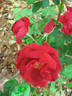 Valentine rose photo
