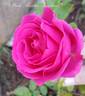 Pink Marina Kordana rose photo