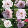 Snow Pavement rose photo