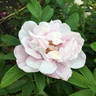 Snow Pavement rose photo