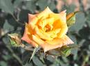 Old Yella rose photo
