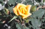 Old Yella rose photo