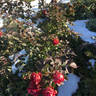 Canadian Shield™ rose photo