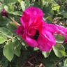 Michel Trudeau rose photo