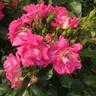 Turbo ™ rose photo