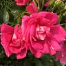 Turbo ™ rose photo