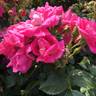 Turbo ™ rose photo