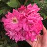 Turbo ™ rose photo
