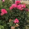 Turbo ™ rose photo