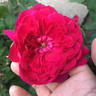 Quadra rose photo