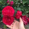 Quadra rose photo