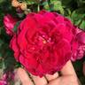 Quadra rose photo