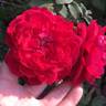 Quadra rose photo
