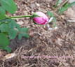 Souvenir du Président Lincoln rose photo