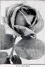 J. B. Clark rose photo