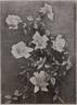 Muriel Grahame rose photo
