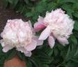 Madame Emile Débatène peony photo