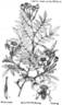 R. prattii rose photo