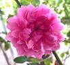Sister Elizabeth rose photo