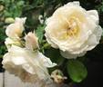 Out Of The Night ™ rose photo