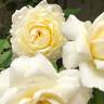 Out Of The Night ™ rose photo