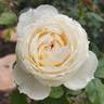 Out Of The Night ™ rose photo