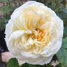 Out Of The Night ™ rose photo