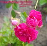 Philadelphia Rambler rose photo