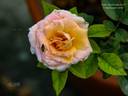 Reconciliation rose photo