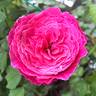 Yuzen rose photo
