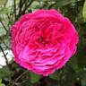 Yuzen rose photo
