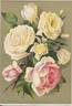 Enfant de Lyon (tea, Avoux rose photo