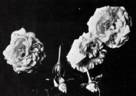 Camellia rose photo