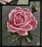 Mrs. Wakefield Christie-Miller rose photo