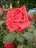 Burgund rose photo