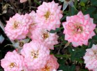 Woodstock rose photo