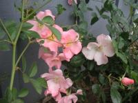 Cape Cod rose photo