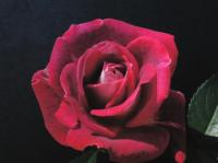 Rubies 'n' Pearls rose photo