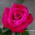 Governor Rosellini rose photo